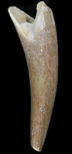 Fossil Plesiosaur Tooth - Morocco #39848